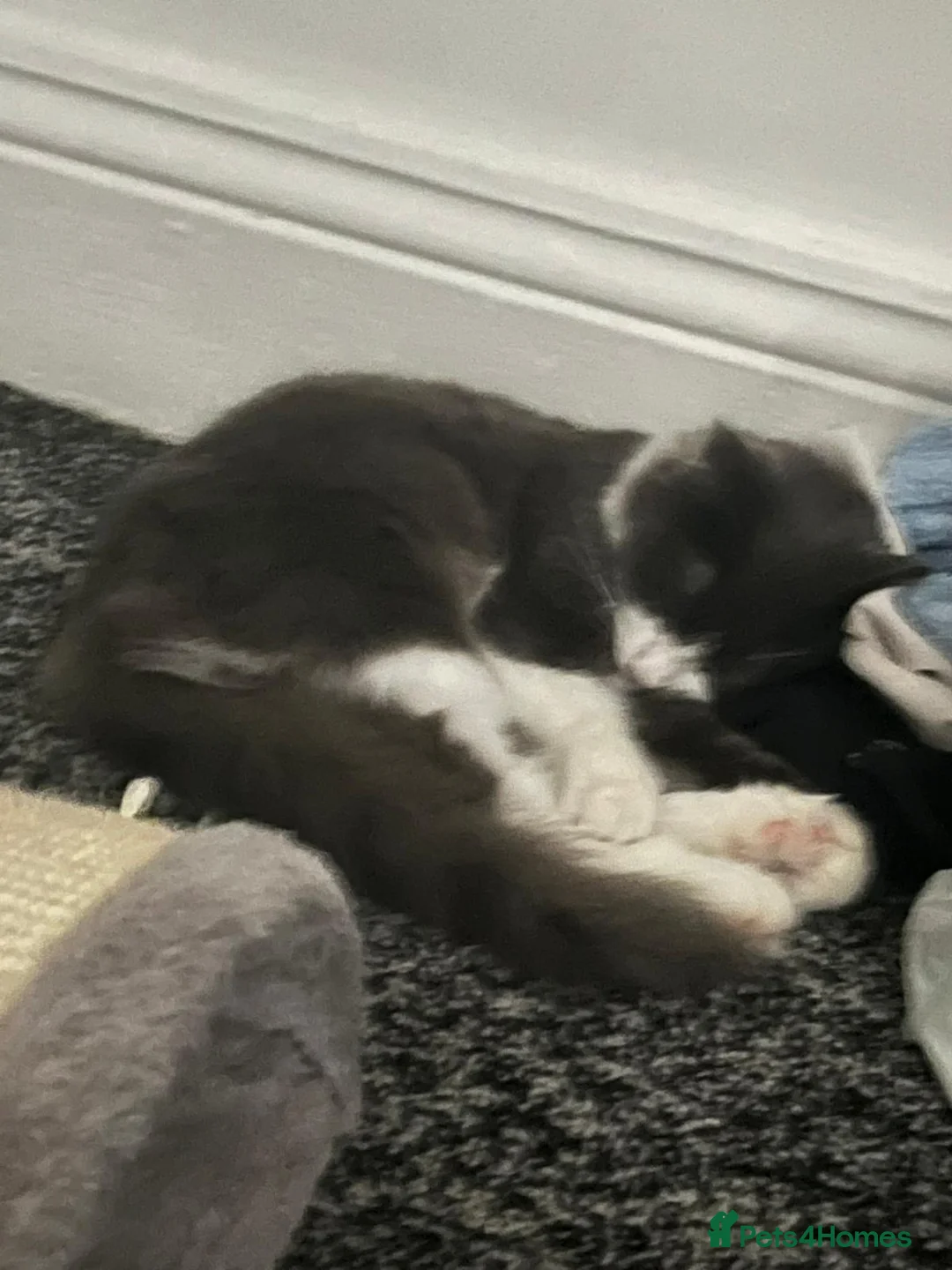 Mixed Breed cats for sale: 13 month old cat for sale  in Bradford - Advert 4