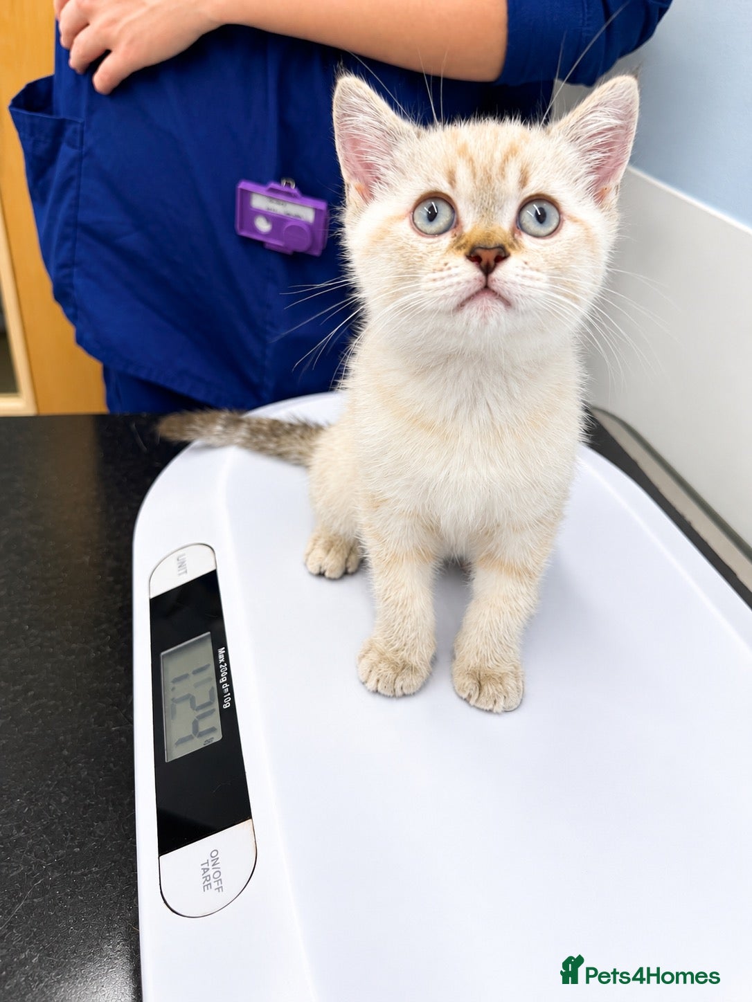 British Shorthair cats 🐾 Beautiful British Shorthair Kittens for Sale - Advert 4