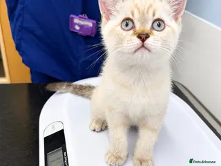 British Shorthair cats 🐾 Beautiful British Shorthair Kittens for Sale - Advert 4