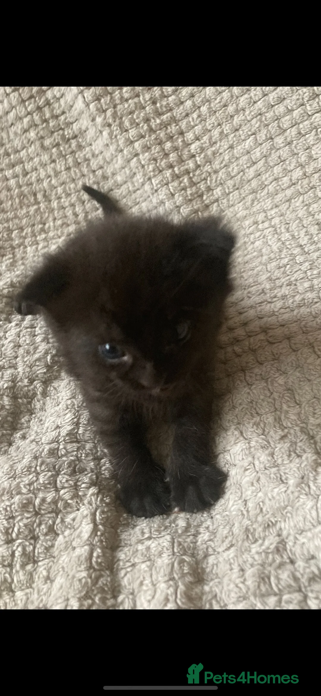 Mixed Breed cats for sale: Male kitten - Last of litter - Advert 5