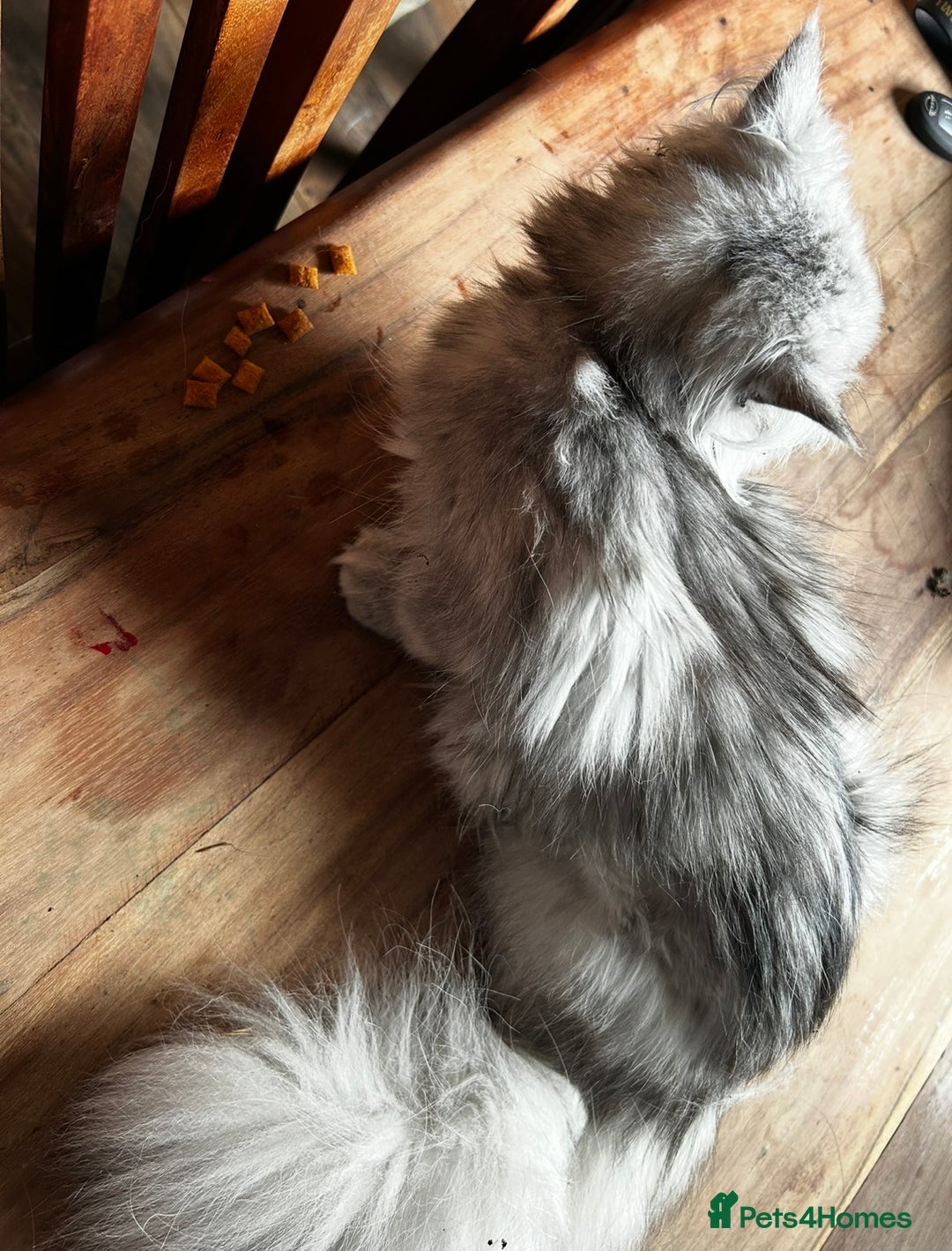Persian cats for sale: 2 year old blue smoke Persian  - Image 4