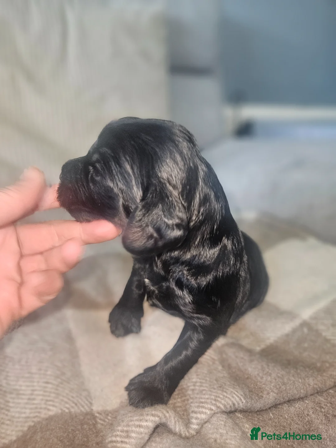 Cockapoo dogs for sale: Cockerpoo puppies  in Livingston - Advert 13