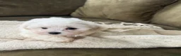 Mixed Breed dogs for sale: Maltichon Teddy Bear Puppies  - Advert 3