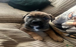 Mixed Breed dogs for sale: Rottweiler x Belgian malinoise  - Image 2