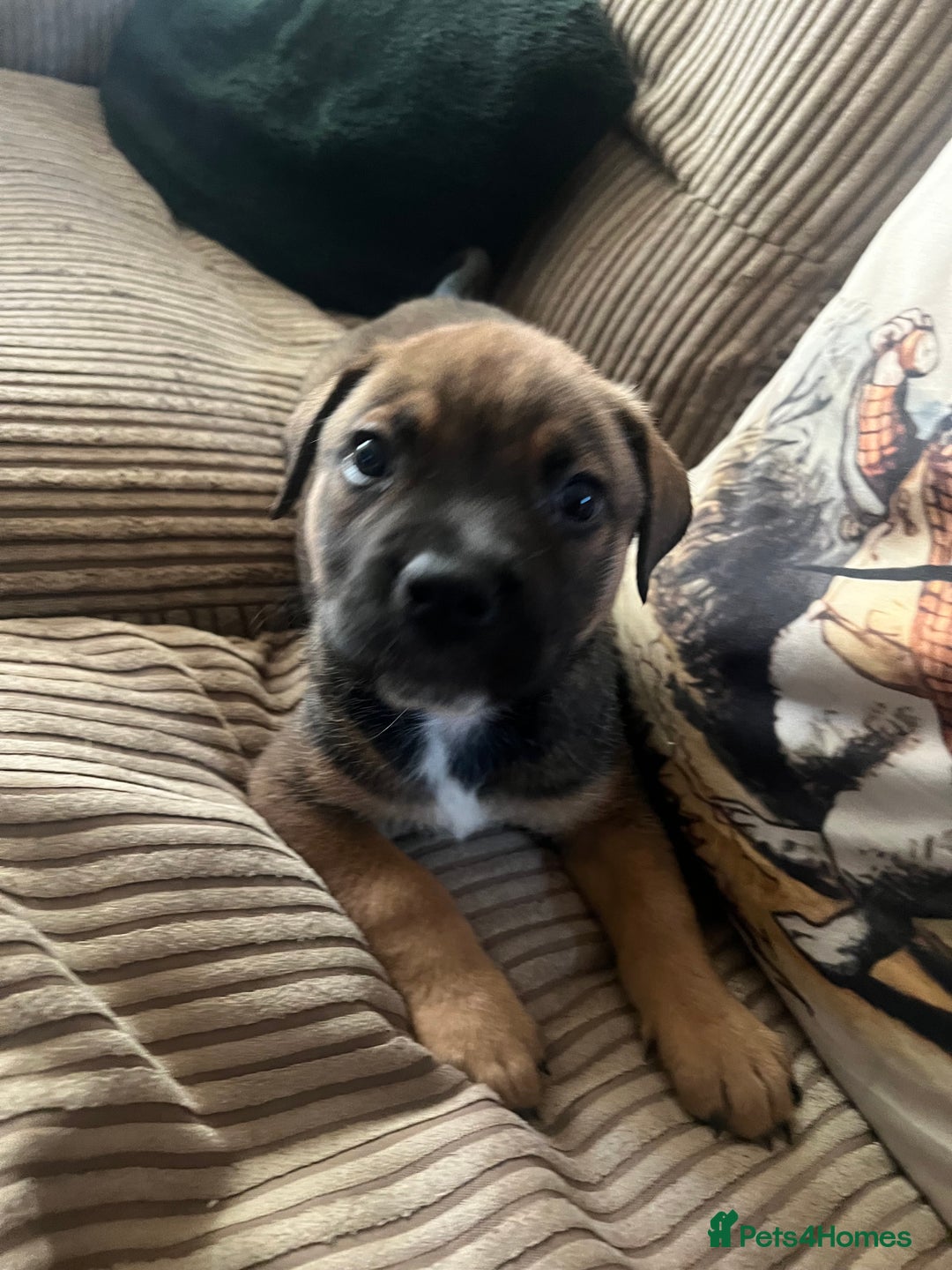 Mixed Breed dogs for sale: Rottweiler x Belgian malinoise  - Image 2