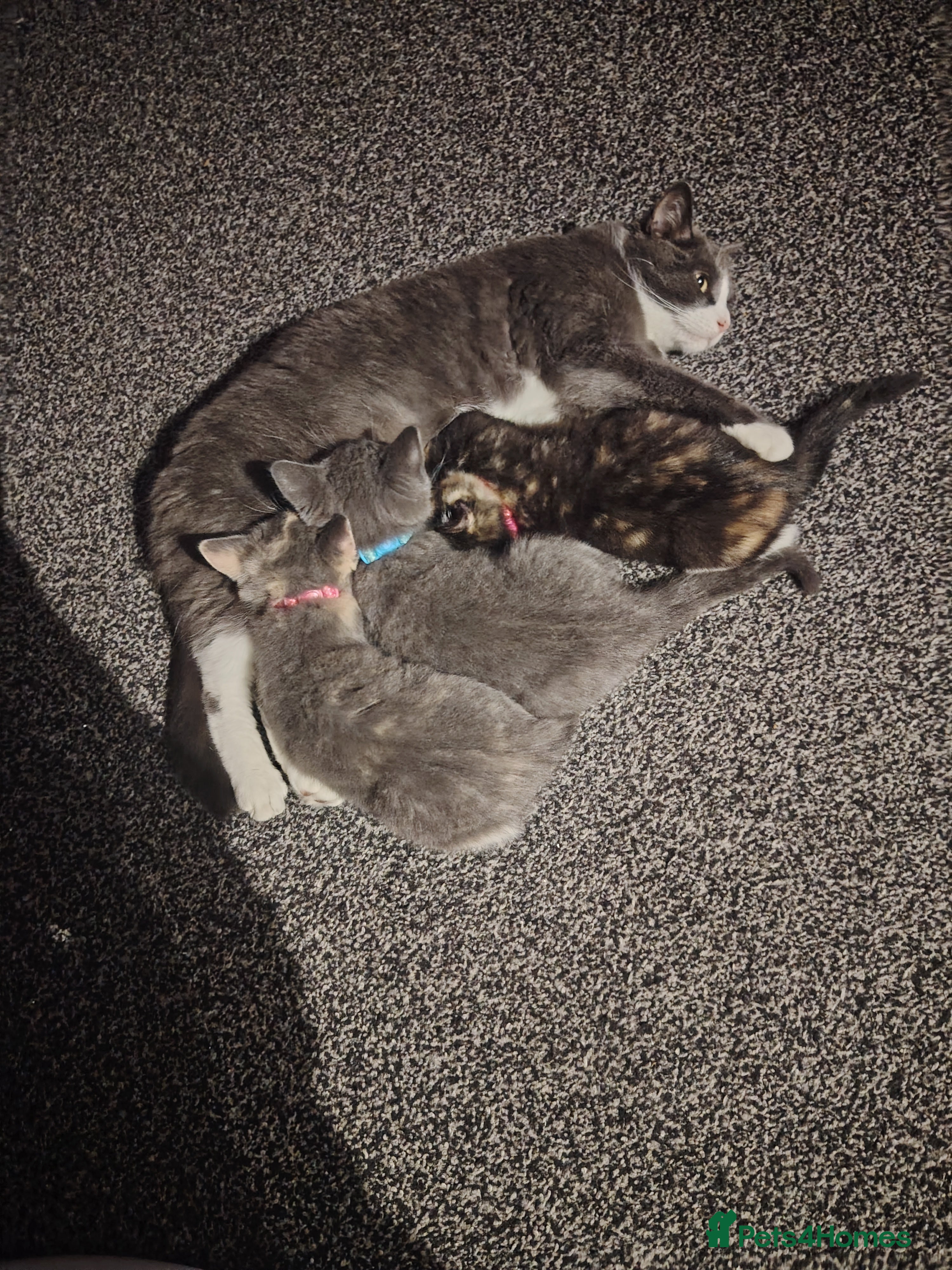 Mixed Breed cats Kittens for sale-(British Shorthair x Bengal) - Advert 9