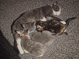 Mixed Breed cats Kittens for sale-(British Shorthair x Bengal) - Advert 15