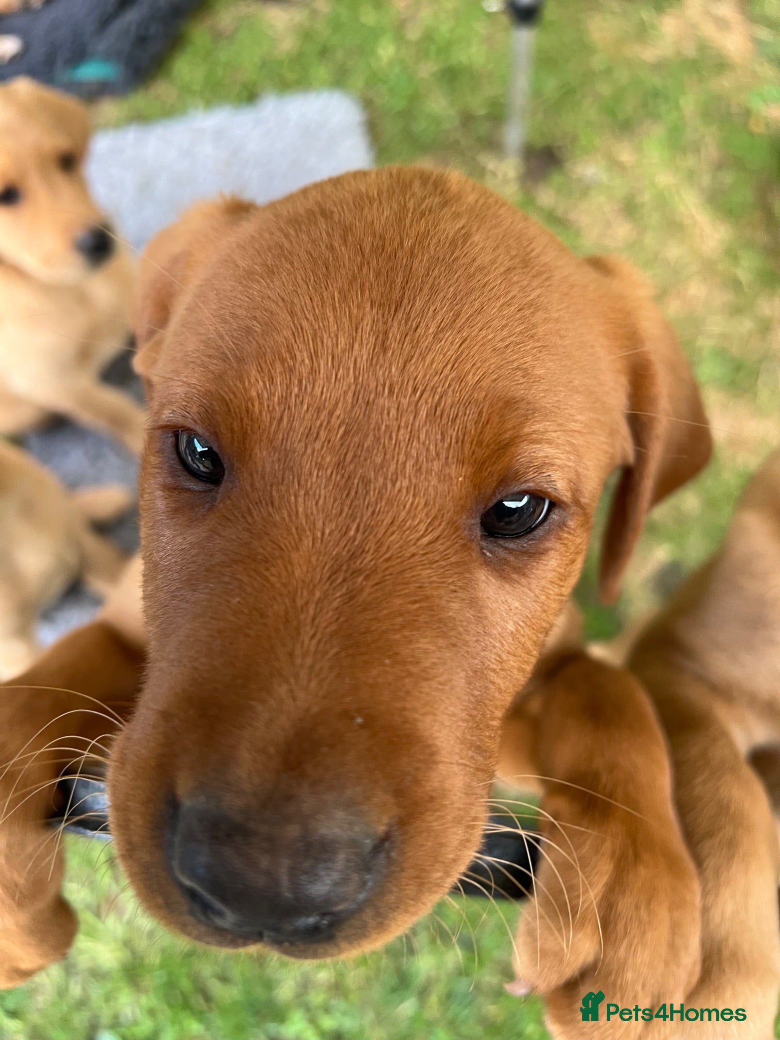 Labrador Retriever dogs Gorgeous Labrador Puppies For Sale - Advert 2
