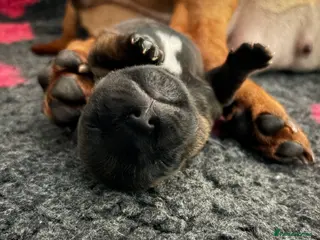 Staffordshire Bull Terrier dogs 1 beautiful staffy pup - Advert 1