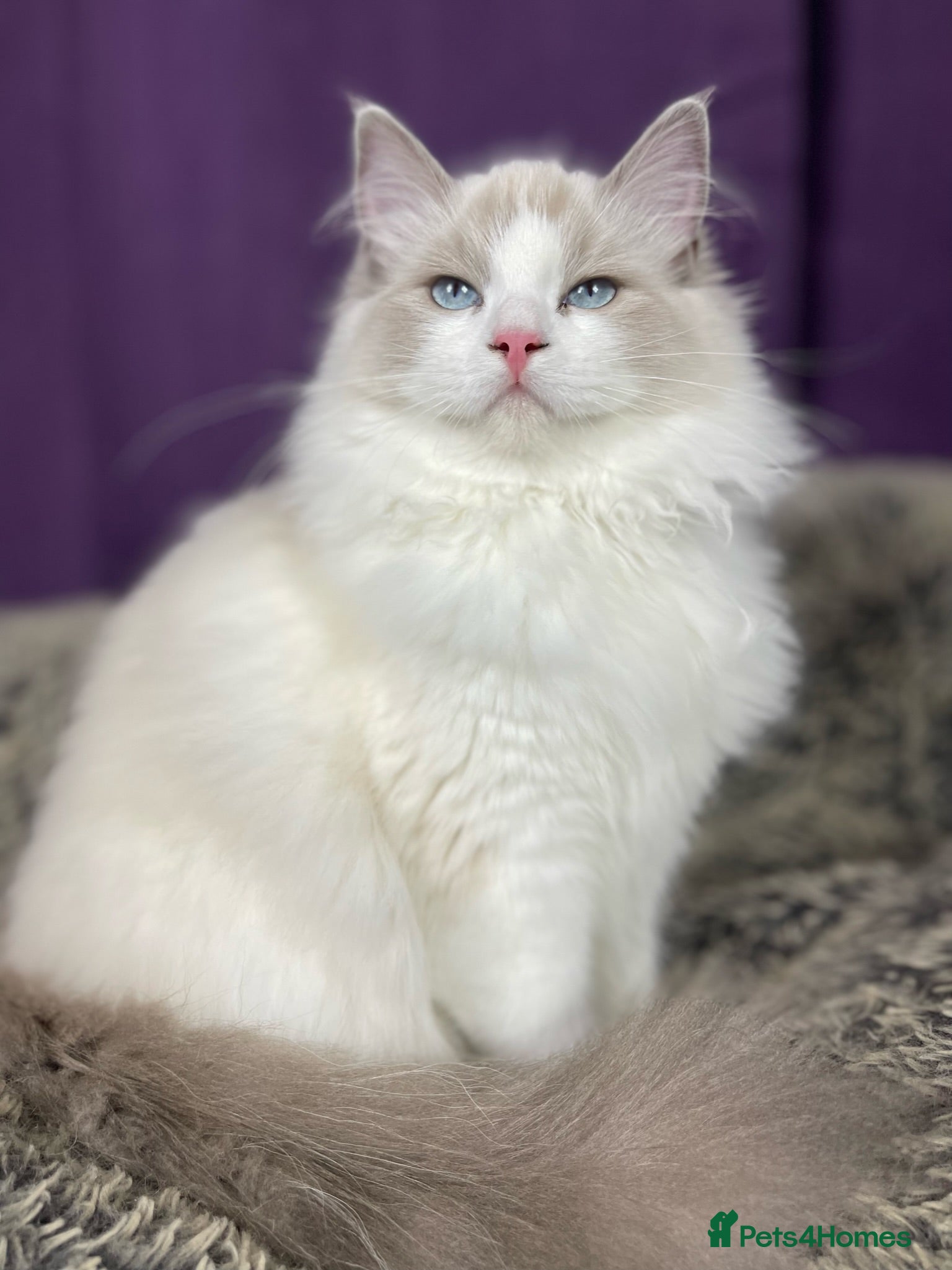 Ragdoll cats 5 Beautiful blue eyed pure ragdolls - Advert 4