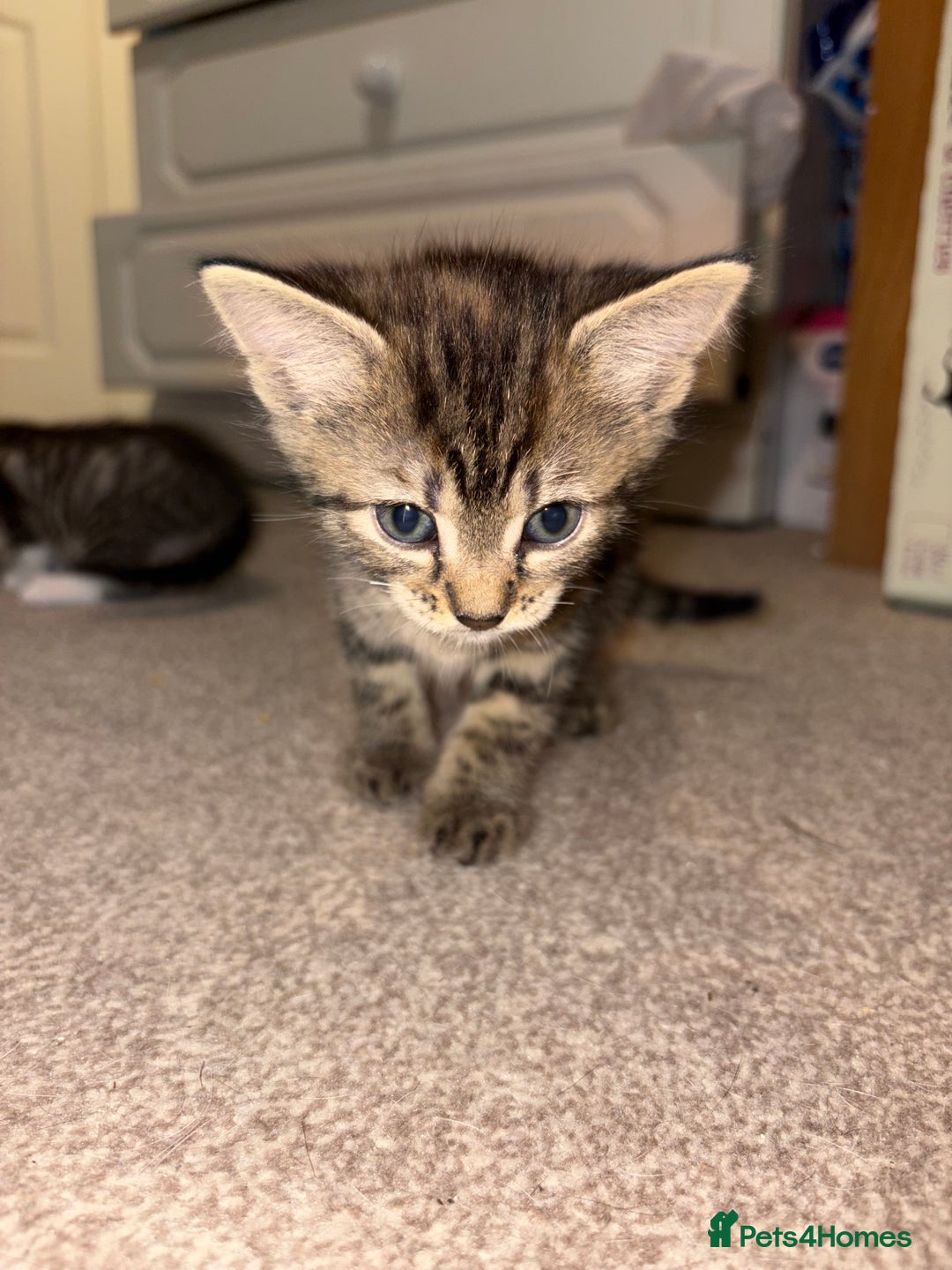 British Shorthair cats for sale: kittens  - Image 21