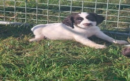 English Springer Spaniel dogs for sale: Gorgeous English springer spaniel pups - Image 7