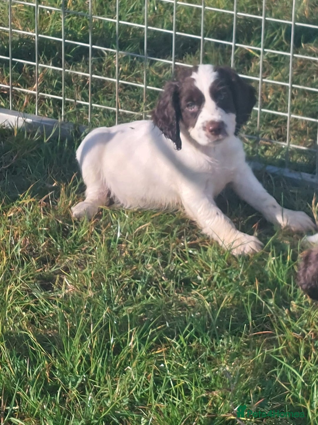 English Springer Spaniel dogs for sale: Gorgeous English springer spaniel pups - Image 7