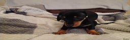 Miniature Dachshund dogs for sale: Miniature dachshund puppies - Advert 39