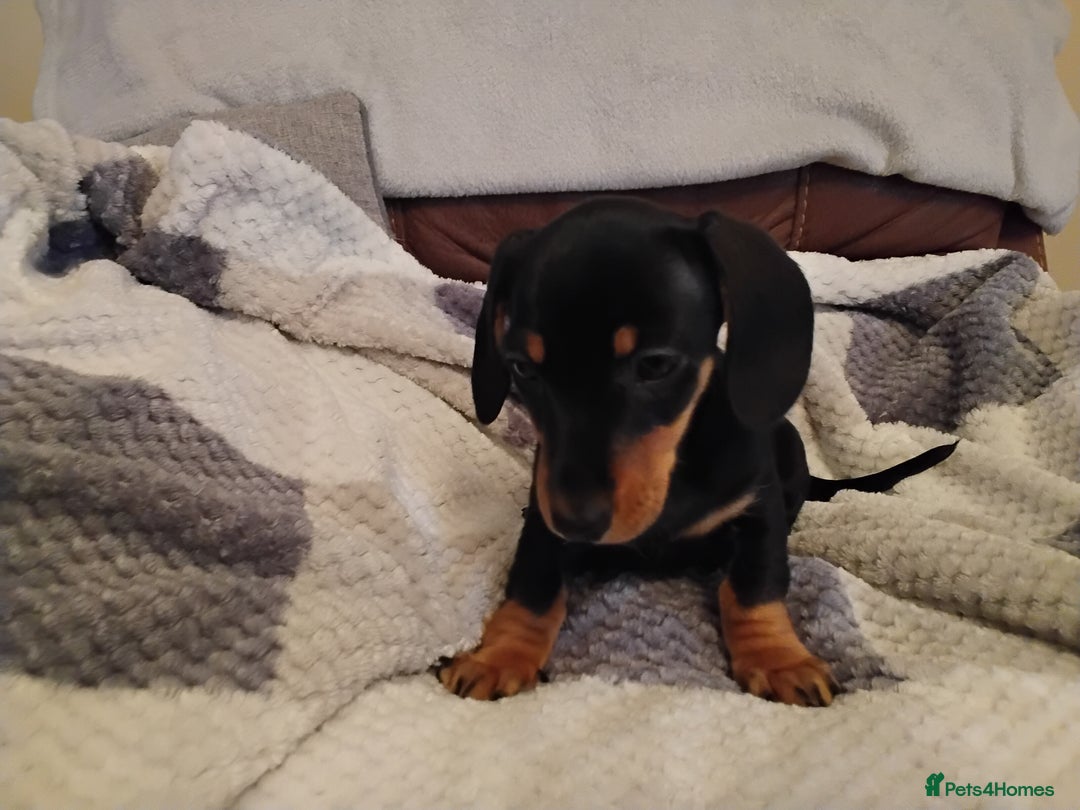 Miniature Dachshund dogs for sale: Miniature dachshund puppies - Advert 39