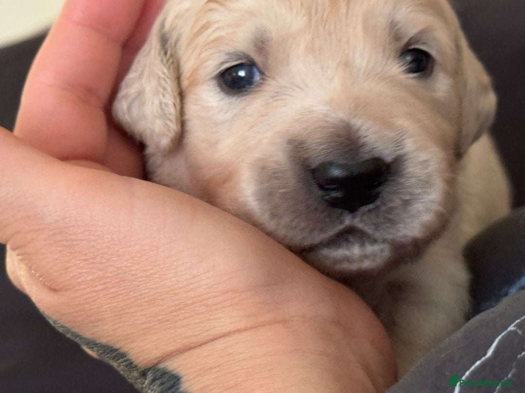 Golden Retriever dogs for sale: Golden Retriever Puppies 4 boys & 3 girls  - Image 14