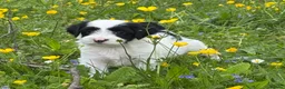 Tibetan Terrier dogs for sale: Stunning KC Reg Tibetan terrier puppies - Advert 9