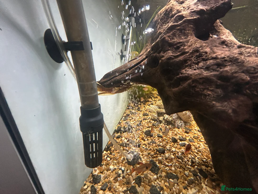 Other/Mixed Breed fish for sale: Fish tank and fish for sale - Advert 18