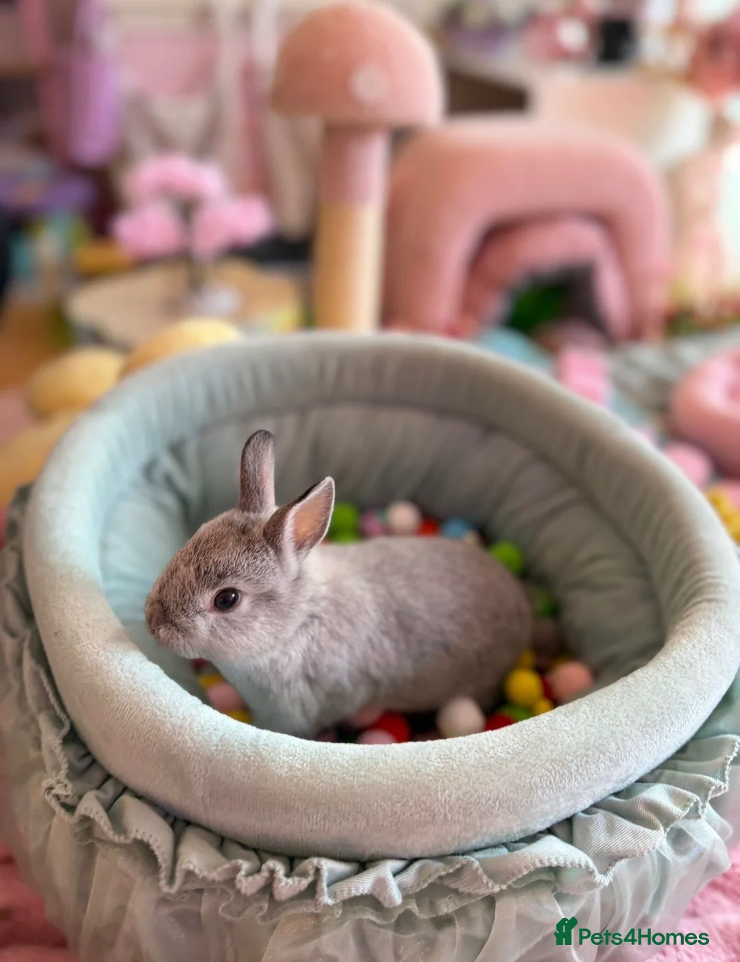 Netherland Dwarf rabbits for sale: Netherland Dwarf Rabbit – Friendly and Healthy in Reading - Advert 2