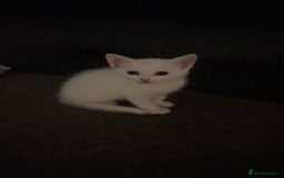 Scottish Fold cats for sale: 3 Scottish folds and 1 Scottish straight - Image 4