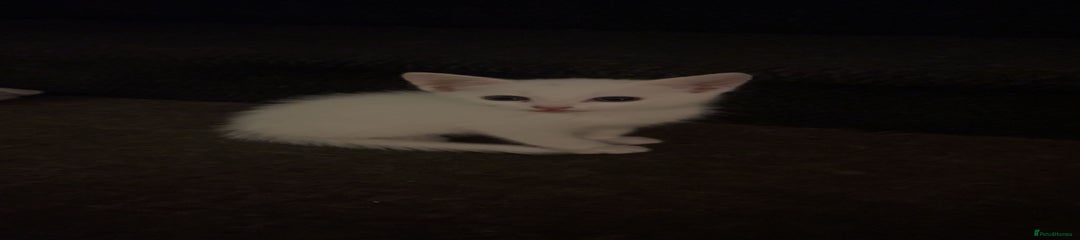 Scottish straight Kitten 