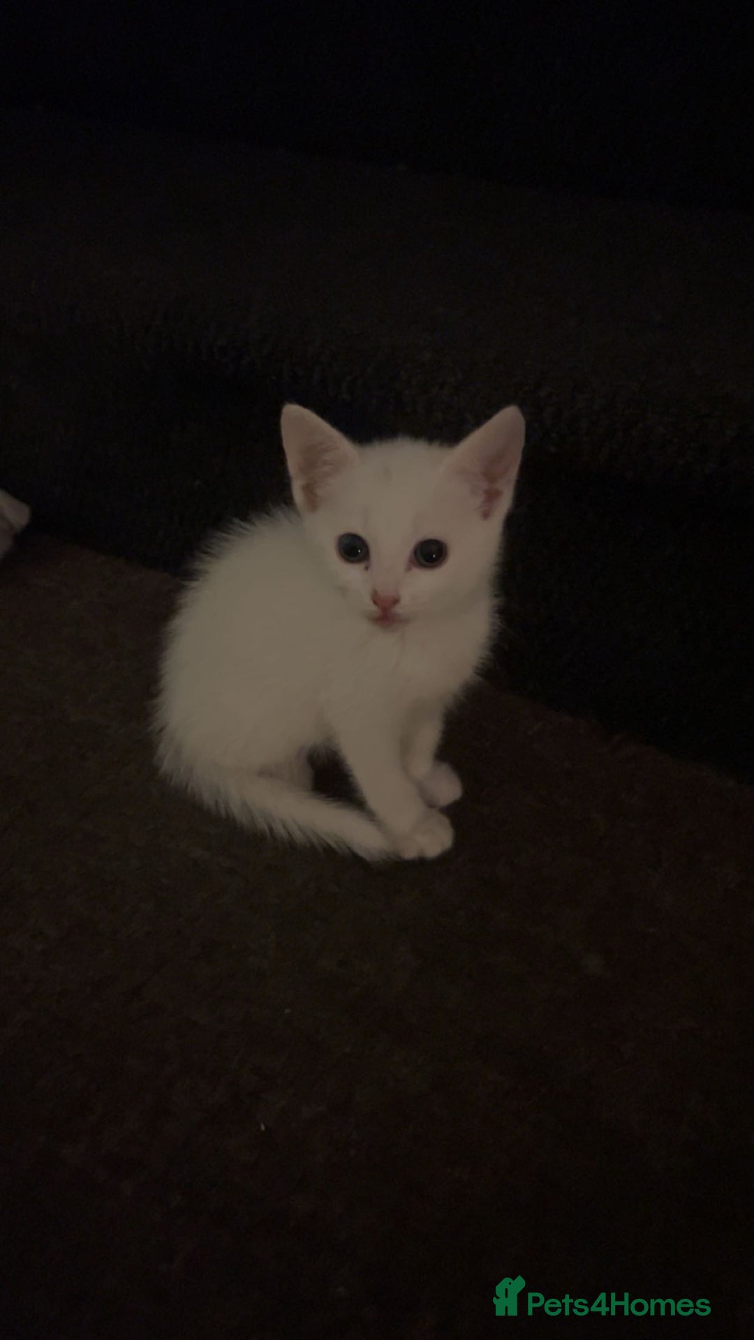 Scottish Fold cats for sale: 3 Scottish folds and 1 Scottish straight - Image 4