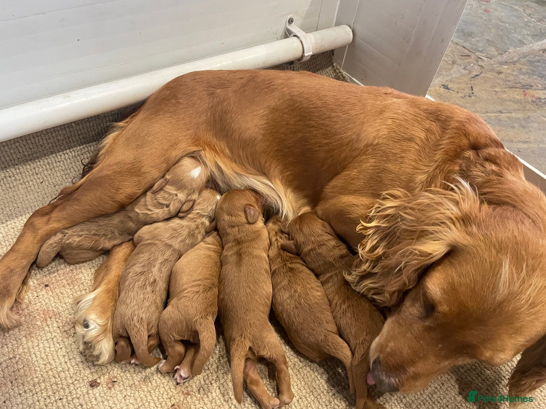 Cockapoo dogs for sale: F1 Cockapoo Red, Apricot. Health & genetic test - Image 3