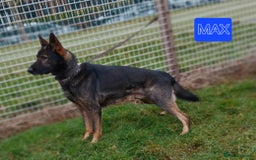 German Shepherd dogs for stud: CZECK LINE GERMAN SHEPHERD FOR STUD DUTIES ONLY  - Image 2