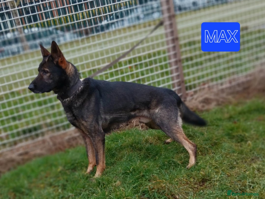 German Shepherd dogs for stud: CZECK LINE GERMAN SHEPHERD FOR STUD DUTIES ONLY  - Image 2