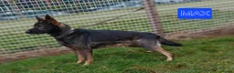 German Shepherd dogs for stud: CZECK LINE GERMAN SHEPHERD FOR STUD DUTIES ONLY  - Advert 5