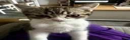 Mixed Breed cats for sale:     Adorable Kitten Looking for a Loving Home - Advert 8