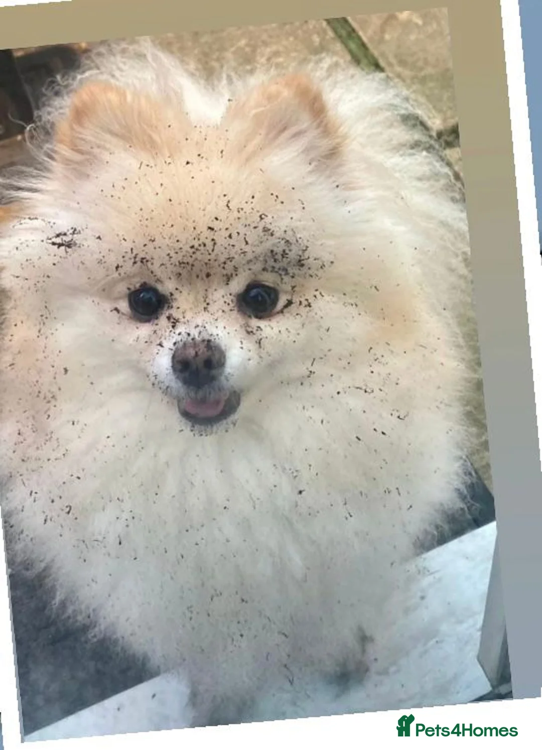 Pomeranian dogs for sale: Poppie - Advert 2