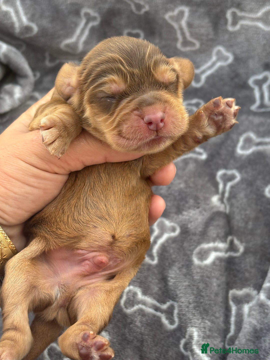 Cocker Spaniel dogs for sale: Show cocker spanials - Image 2