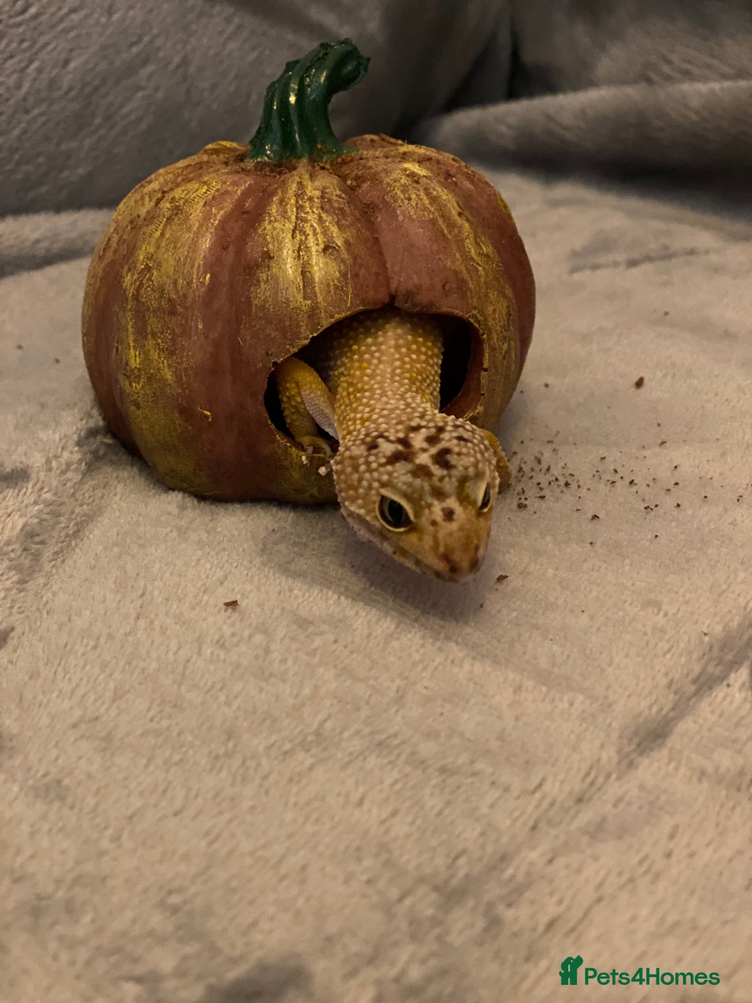 Leopard Gecko reptiles for sale: Pumpkin the leopard gecko - Image 2