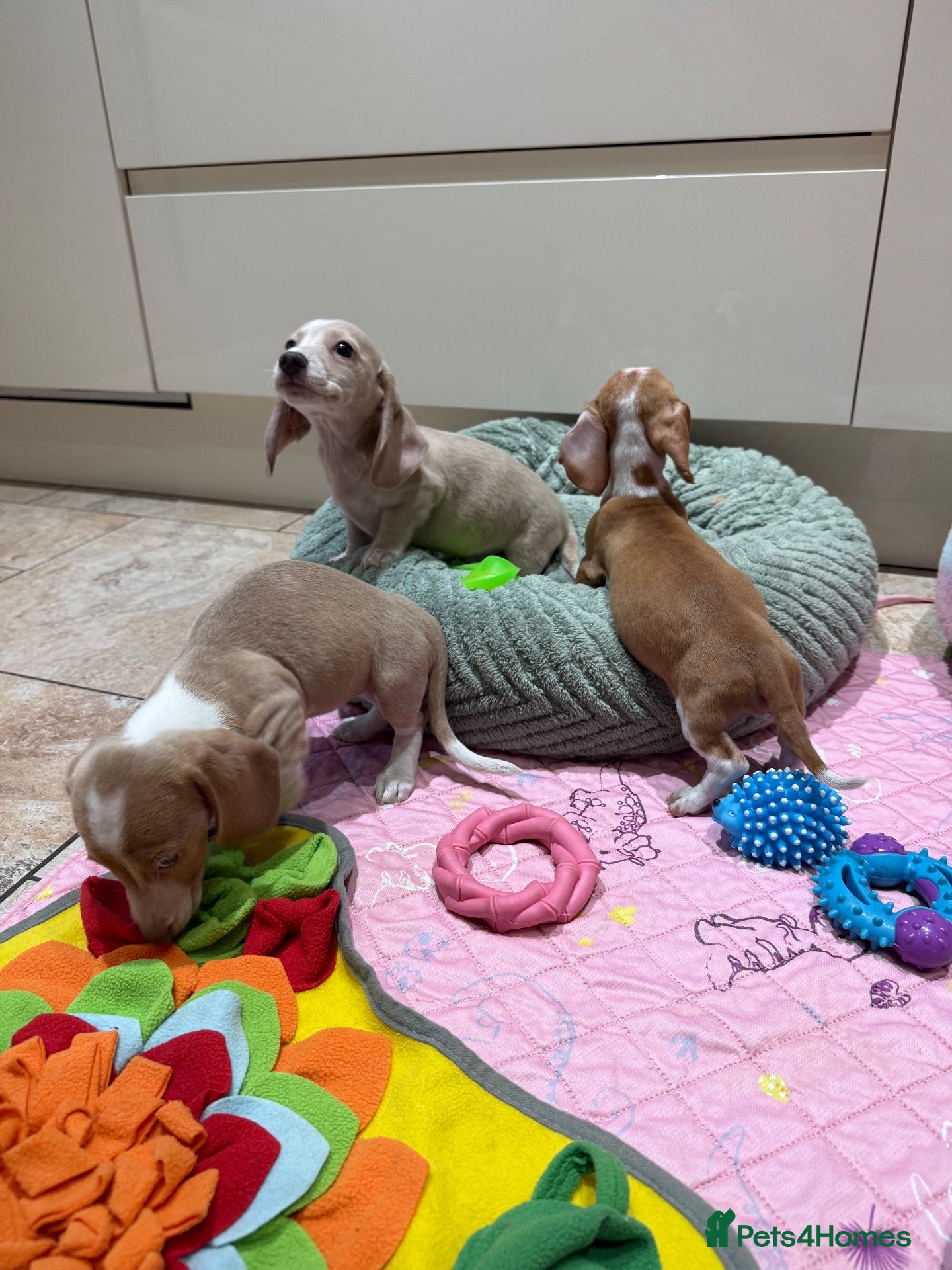 Miniature Dachshund dogs Beautiful Cream Dachshund Pups 5 ⭐ Licensed  - Advert 2