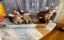 Abyssinian cats for sale: Abyssinian kittens looking for their new home - Image 32