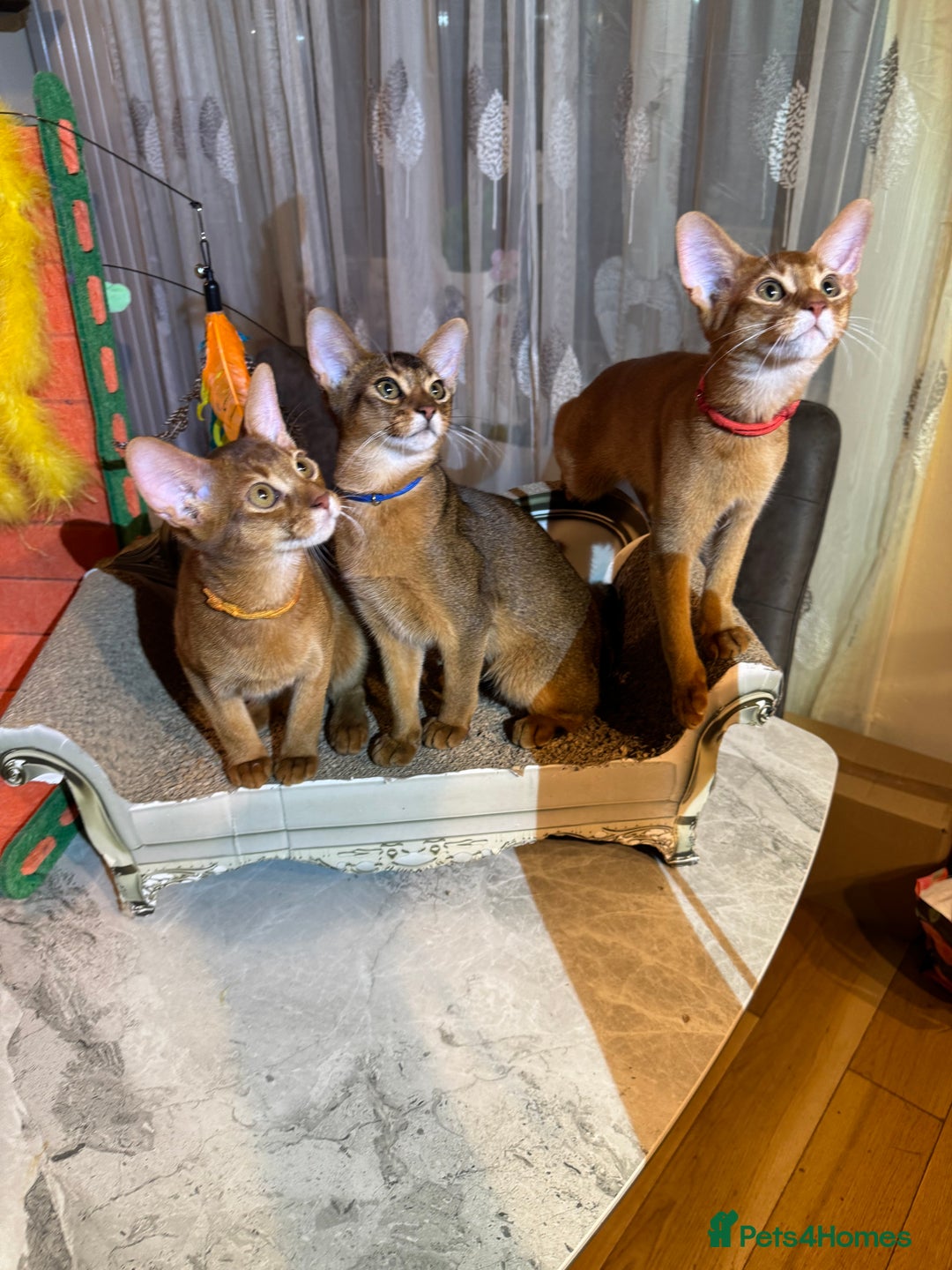 Abyssinian cats for sale: Abyssinian kittens looking for their new home - Image 32