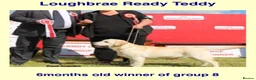 Labrador Retriever dogs for sale: Show bred Labrador puppies (parents health tested) - Advert 10
