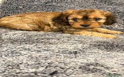 Cavapoo dogs for sale: Gorgeous phantom puppies - Image 10