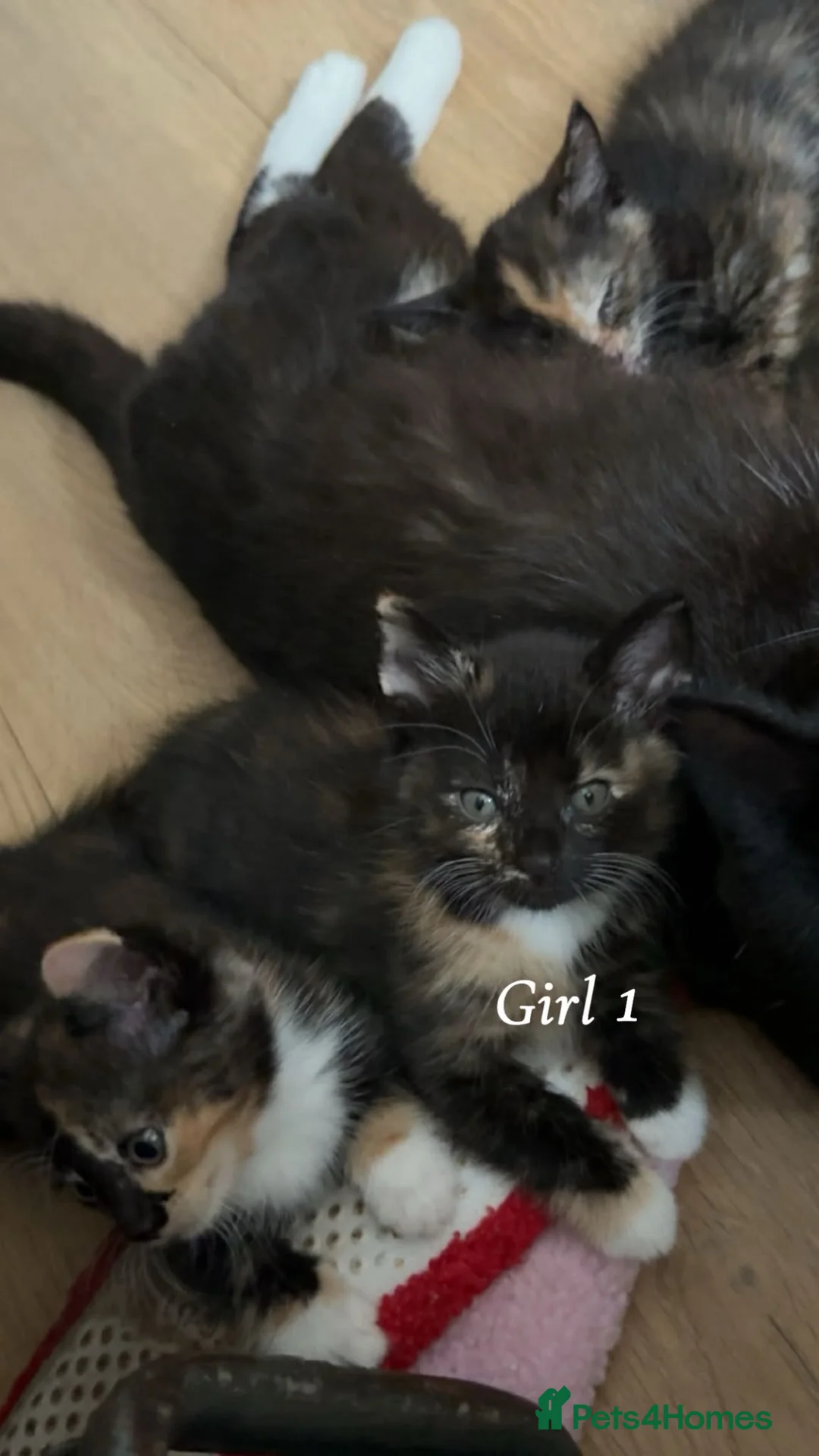 Mixed Breed cats for sale: 4 black and ginger kittens  - Advert 1