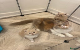 British Shorthair cats for sale:  🦁 Stunning Registered BSH /BLH Champion Lines 🦁 - Image 1