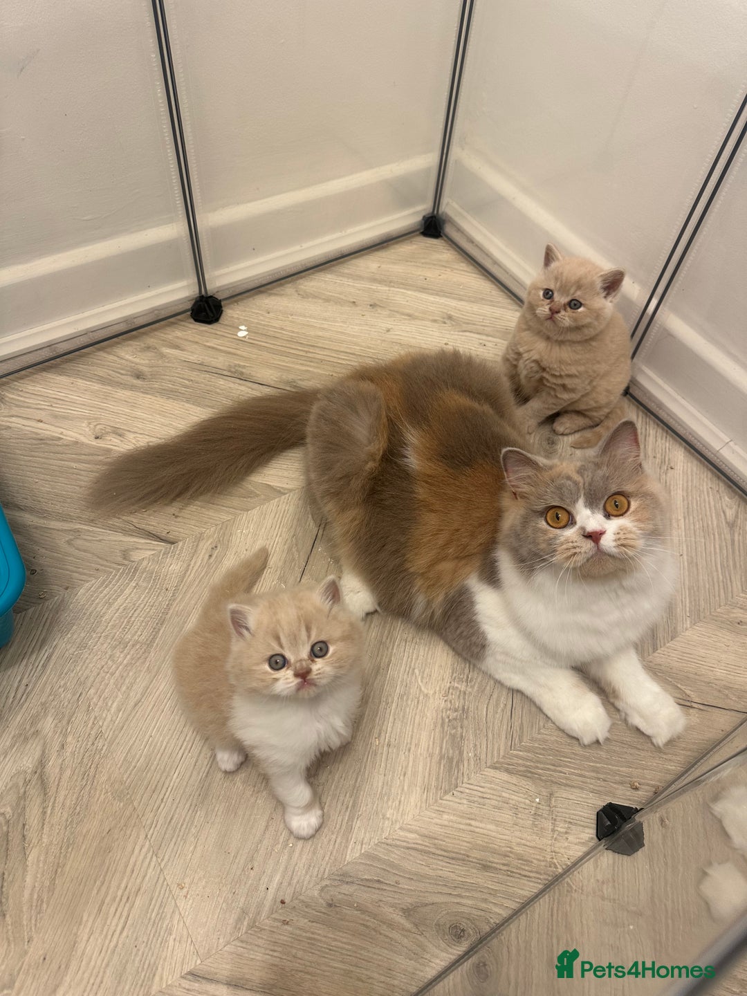 British Shorthair cats for sale:  🦁 Stunning Registered BSH /BLH Champion Lines 🦁 - Image 1