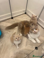 British Shorthair cats - Advert 2