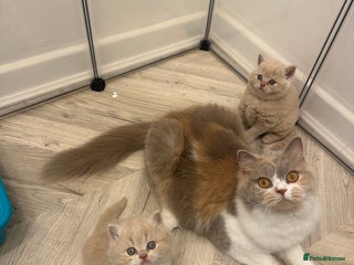 British Shorthair cats - Advert 26