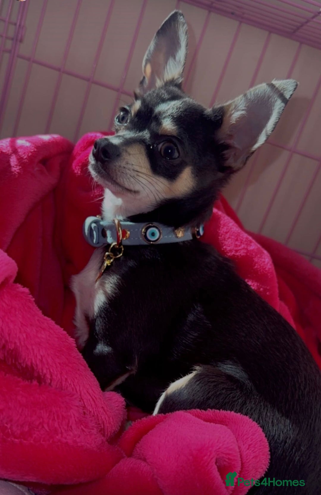 Chihuahua dogs for stud: Pablo, Blue Tri Chihuahua  - Advert 3