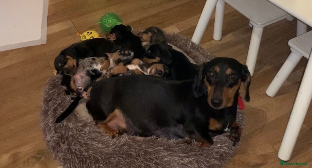 Miniature Dachshund dogs for sale: Miniature dachshunds  - Image 8