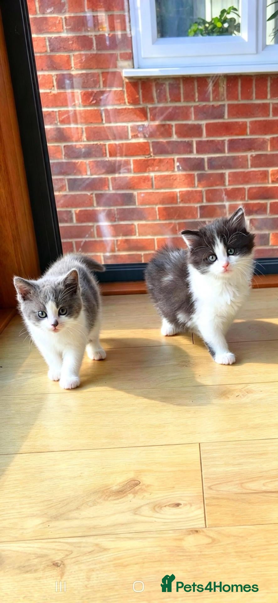 Mixed Breed cats Lovely kittens - Advert 1