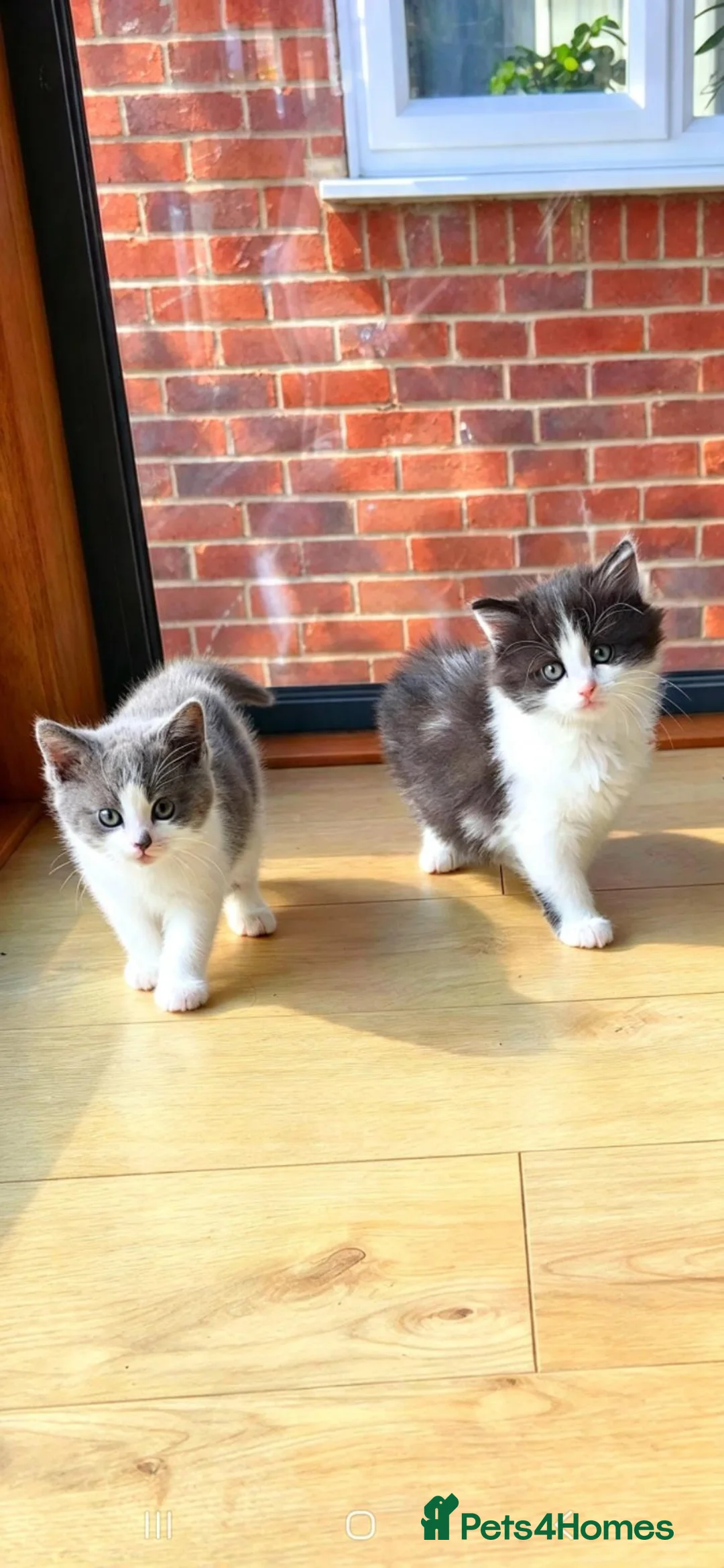 Mixed Breed cats for sale: Lovely kittens - Advert 1