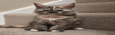 Maine Coon 8
