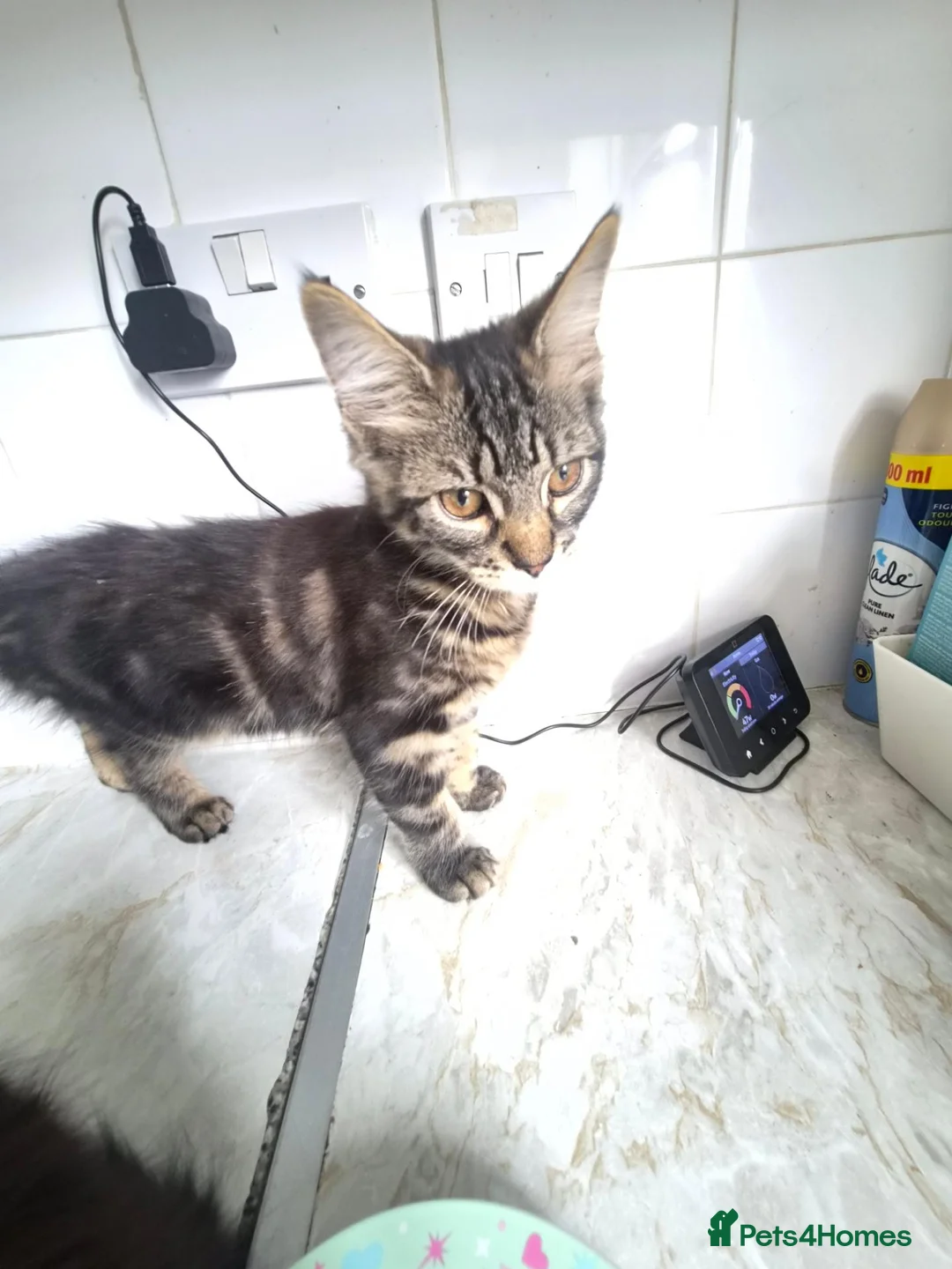 Mixed Breed cats for sale: Sibling kittens for sale  in Manchester - Advert 8